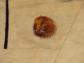Fleece Pullover Lion Embroidery_L-2_800